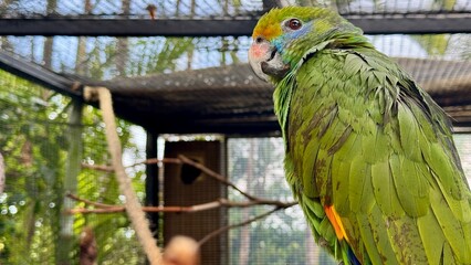Orange winged Amazon parrot perched in aviary with green feathers and detailed plumage
