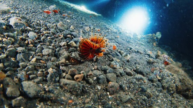 Night muck diving in Indonesia. Sea floor with rocks, corals and the Lionfish. Muck diving on Alor island in Indonesia
