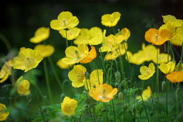 Yellow poppies in their natural habitat. Shallow depth of field. Cambrian poppy