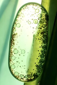 Photosynthesis Animation: Light Energy Conversion Inside Chloroplast Structure