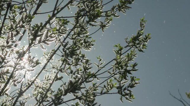 A springtime goat willow tree releases clouds of pollen against a soft blue sky. A beautiful scene that poses real danger for those with allergies, asthma, and seasonal respiratory conditions.