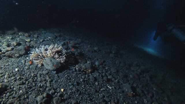 Night muck diving in Indonesia. Sea floor with rocks, corals and night creatures. Muck diving on Alor island in Indonesia