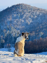 PORTRAIT: Mixed breed dog sits calmly on a snowy ridge and glances back toward the camera, framed...