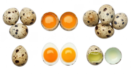 Quail Eggs: Unveiling the delicate charm of quail eggs, the image presents a captivating showcase of these petite culinary delights in various states.
