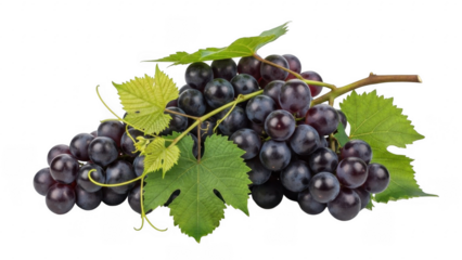 Vibrant Bunch of Grapes: A cluster of ripe, juicy grapes, bursting with color and freshness, rests on a vine, its leaves a vibrant complement to the fruit, evoking thoughts of vineyards and wine.