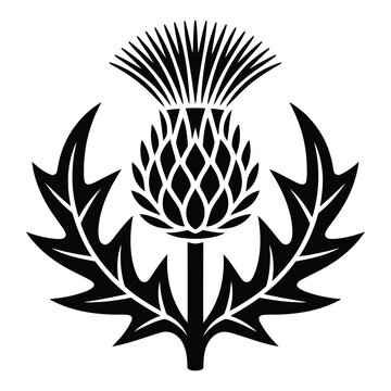 Illustration of scottish thistle flower with leaves symbol scotland in black and white style floral element in botanical style is isolated on white