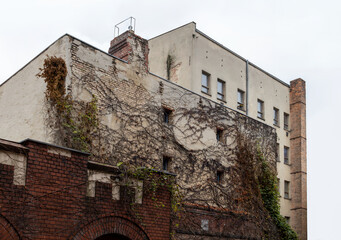 Extensive Dead Vines Cling To The Weathered Backside Of An Old Brick And Plaster Building Under A Pale Grey Sky