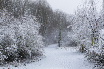 A Snow Covered Path Winds Through A Dense Winter Forest With Frosty White Trees And Footprints Leading Into The Distance