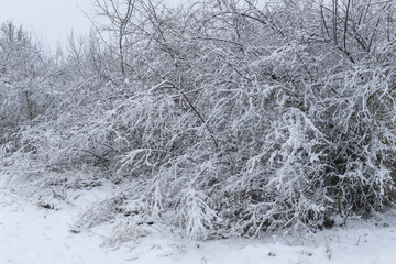 Densely Tangled Winter Branches Are Completely Weighted Down By Thick White Snow In A Quiet Frosty Forest During A Snowfall