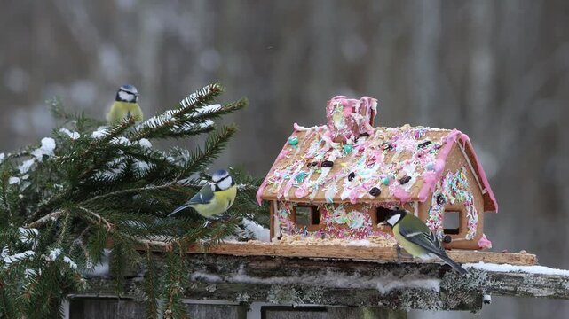 Blue tits (cyanistes caeruleus) and ginger bread house
