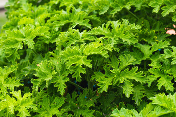 Plantas verdes del campo