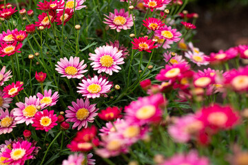 Flores de color rosado
