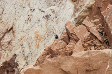 Ave en roca