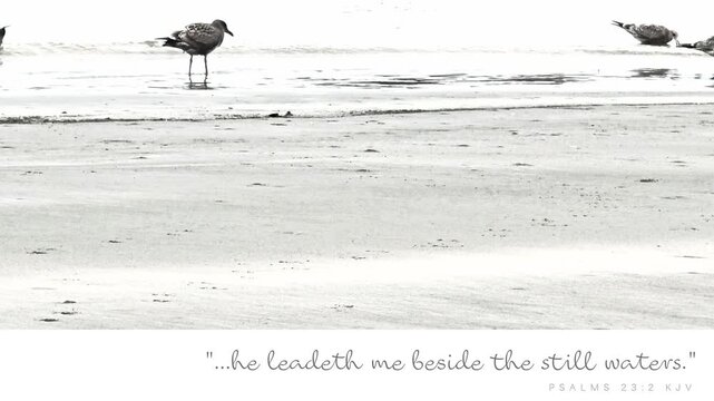 Animated "he leadeth me beside the still waters." Psalms 23:2 kjv Bible vs. message on Serene Peaceful Light Saturated Video of Seagull Eating & Walking in Sandy Beach of Ocean Shoreline-Backdrop, 