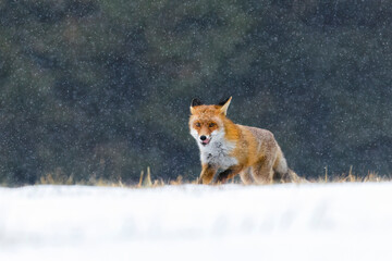 Obraz premium Fox in snowfall. Red fox, Vulpes vulpes, running on forest meadow covered in snowflakes. Pure winter fun of beautiful beast. Orange fur coat animal with fluffy tail. Wild vixen in wildlife nature.