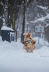 shih tzu dog runs in the snowfall in the park in winter