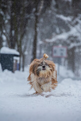 shih tzu dog runs in the snowfall in the park in winter