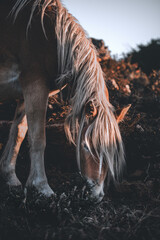 Semi-Feral Haflinger Illuminated By The Sun