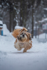 shih tzu dog runs in the snowfall in the park in winter