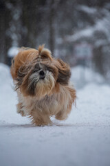shih tzu dog runs in the snowfall in the park in winter