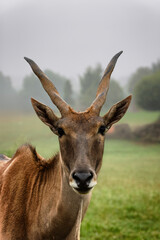 Frontal Portrait of an Eland Antelope in a Misty Morning Field