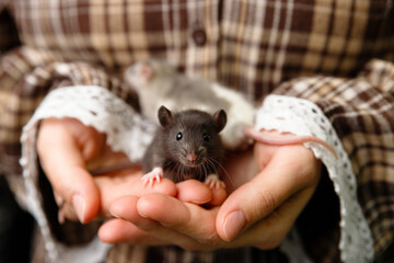 Gentle hands cradle two adorable pet rats one black, one white against a cozy plaid shirt background. Soft focus highlights their curious eyes and fluffy fur, evoking warmth, care, and companionship.