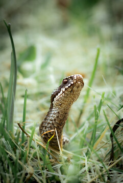 Vipera berus head on the green meadow.