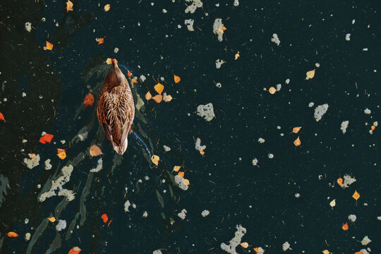 duck in the water