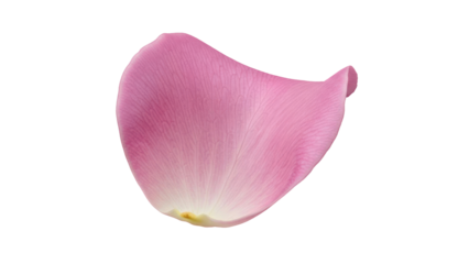 Pink rose petal isolated on transparent background