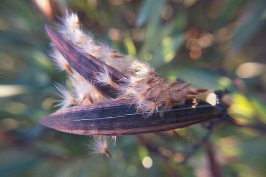 Pods of seeds of Nerium oleander , Adelfa