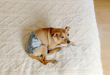 A sad dog in a diaper is resting on a bed with a warm blanket. © Nataliya