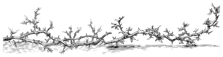 Detailed hand drawn thorny vines with leaves in vintage engraving style © Kaz