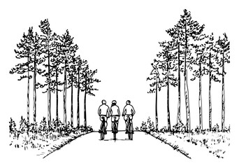Hand drawn sketch of three people on bicycles riding through a tall pine tree forest path © Kaz