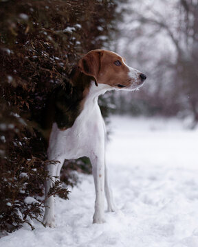 Foxhound dog looking at something