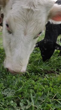 Grazing Cows in Rural Countryside