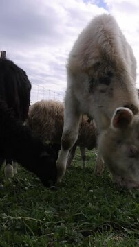 Grazing Cows in Rural Countryside