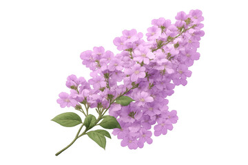 Fototapeta premium Lilac flowers blooming on a branch, showing vibrant purple petals during spring, isolated with transparent background