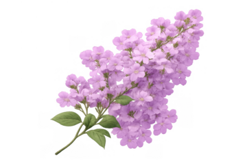 Lilac flowers blooming on a branch, showing vibrant purple petals during spring, isolated with transparent background