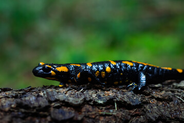 Fire salamander on the wooden bark.