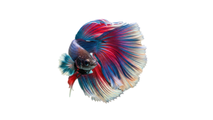 Colorful Betta Fish Isolated on Transparent Background