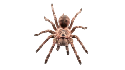 Brown Tarantula Spider Isolated on Transparent Background