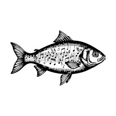 Obraz premium Creative engraved fish illustration with musical notes integrated into its body. Ideal for poster art, apparel graphics and conceptual design projects.