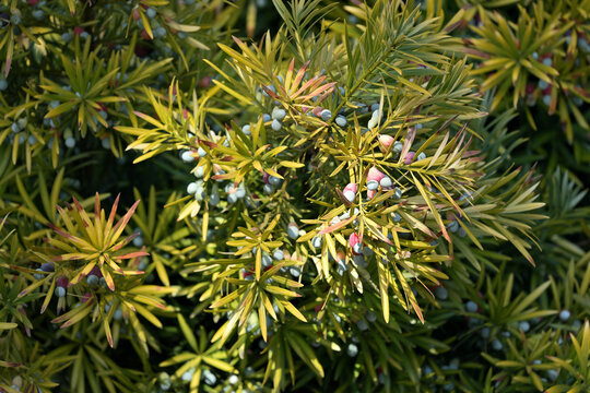 A Japanese yew tree bearing fruit, Podocarpus macrophyllus