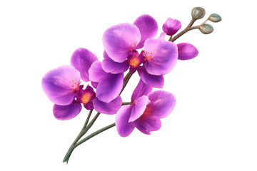 Purple orchid flowers blooming on a stem, showing vibrant petals and delicate buds, isolated on transparent background