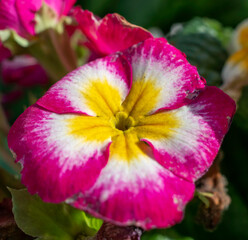 Naklejka premium Nature's jewel box: A stunning combination of pink, white, and gold captured in a single, delicate bloom.
