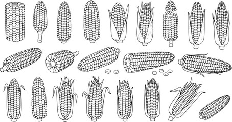 Corn Collection: Black and White Vector Illustration of Corn Cobs in Various Stages and Angles