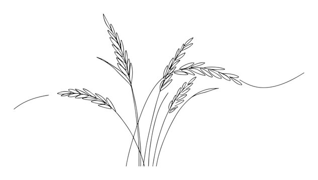 ear of wheat agricultural grain crop vector sketch