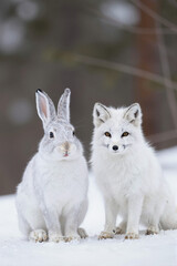snow rabbit and snow fox together in the winter
