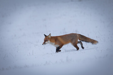 Red fox running acros the snow.