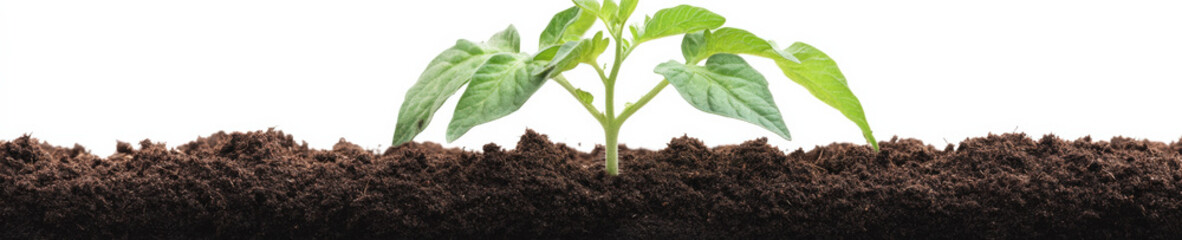 Young Tomato Plant Growing in Soil Isolated on White Background